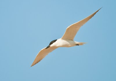 gull billed tern