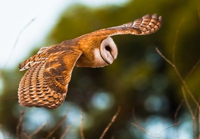 barn owl hunting