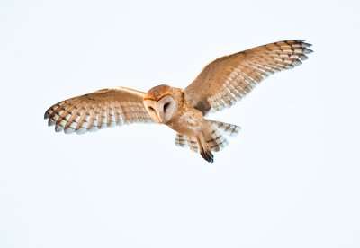 barn owl