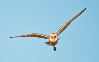 barnowl626.jpg