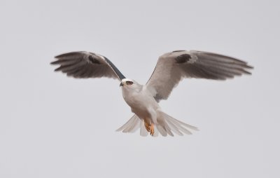 white tailed kite