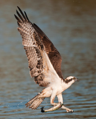 Osprey and fishing lure