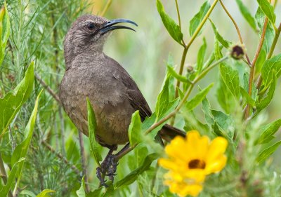 California thrasher