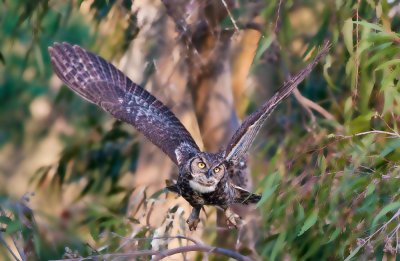 Great horned owl