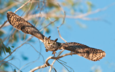 Great horned owl