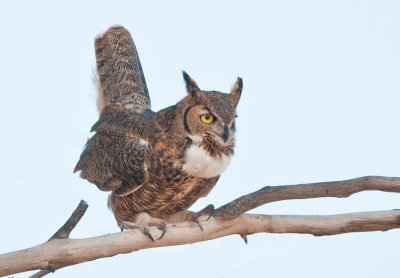 Great horned owl