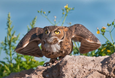 Great horned owl launch