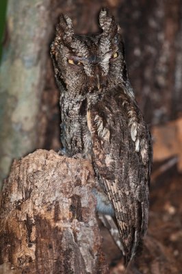 Western Screech owl