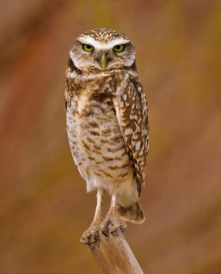 burrowing owl