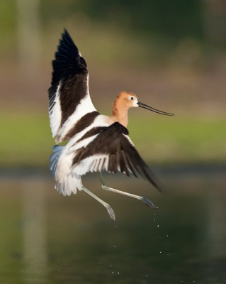 avocetjump.jpg