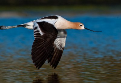 avocetfly3.jpg