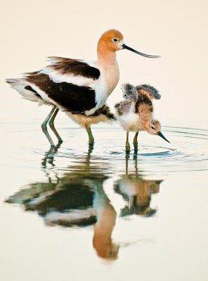 avocetbaby4.jpg