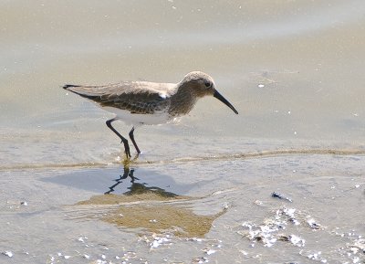 dunlin