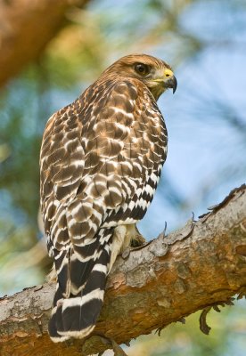 red shouldered hawk