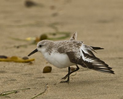 sanderling