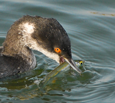 eared grebe with smelt for breakfast