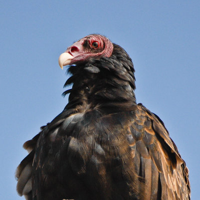 turkey vulture