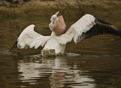 white pelican trying to eat carp