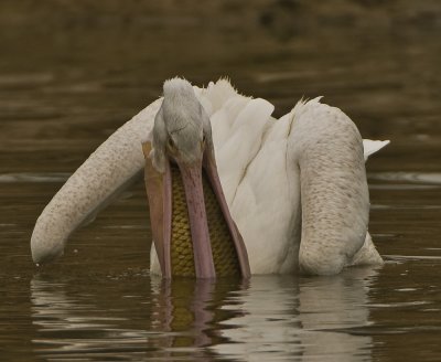 white pelican eating carp