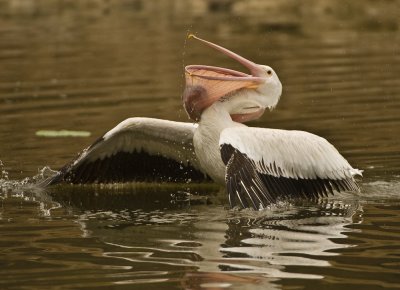 white pelican spent 10 min trying to swallow 4 lb carp.  Finally gave it up, just to big.
