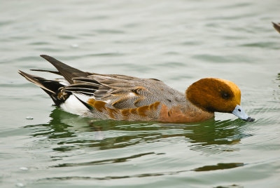 eurasian wigeon