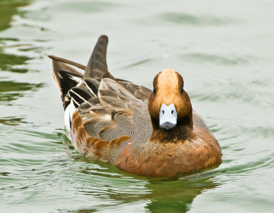 eurasian wigeon