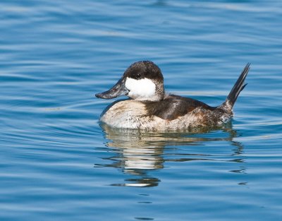 ruddy duck