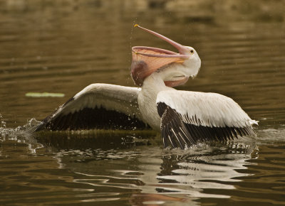 white-pelican3.jpg