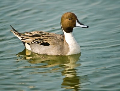 northern pintail