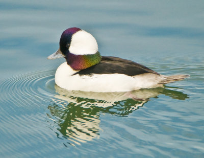 mr bufflehead