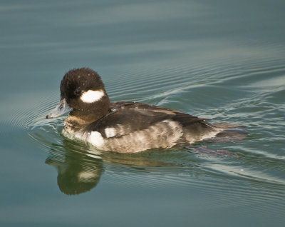 mrs bufflehead