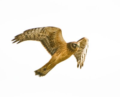 northern harrier