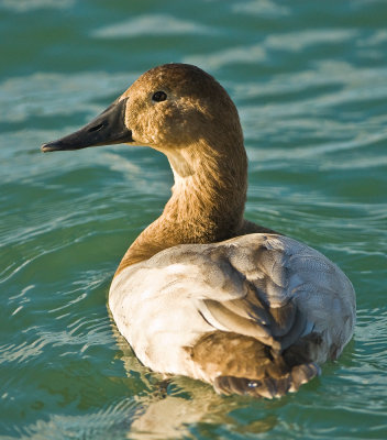 mrs canvasback