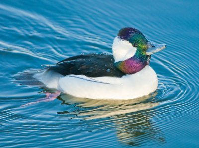 mr bufflehead