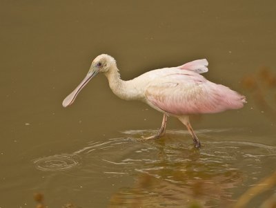 roseate spoonbill