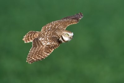 burrowing owl