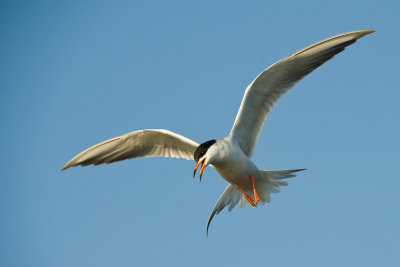 foresters tern - May 08