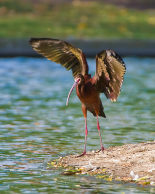 ibis4.jpg