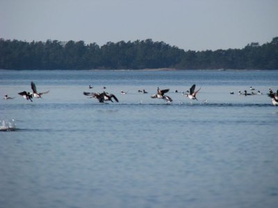 Alfgel p flykt