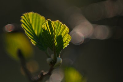 Ja, visst är bilden tagen många gånger förut, men det är ändå något speciellt med vårens blad