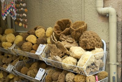 Sponges in the Market