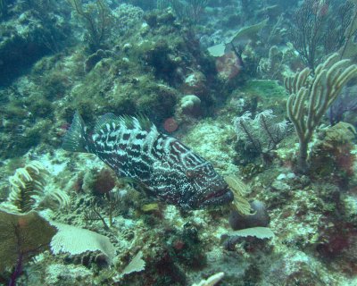Black grouper