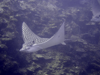 Spotted eagle ray