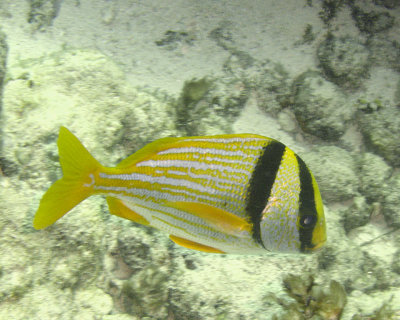 Porkfish
