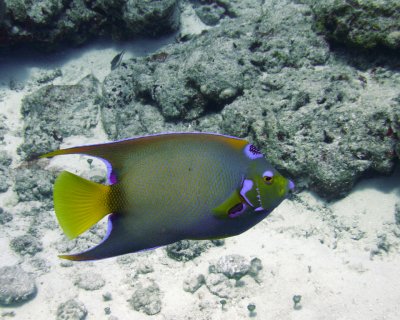Queen angelfish