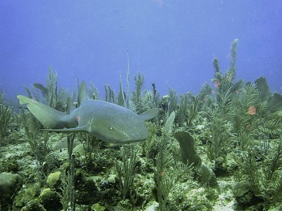 Nurse shark