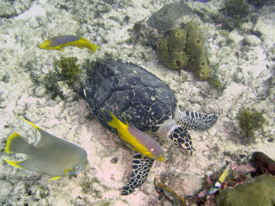 Hawksbill turtle