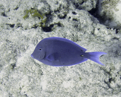 Blue tang