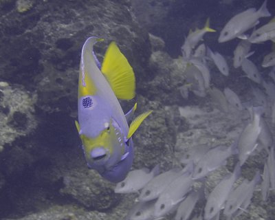 Queen angelfish
