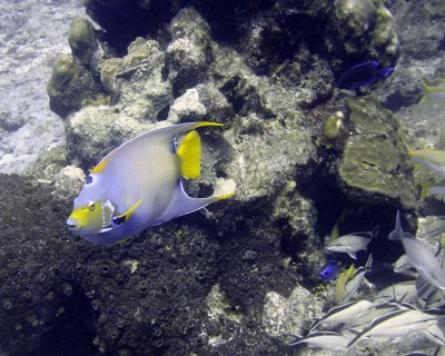 Queen angelfish